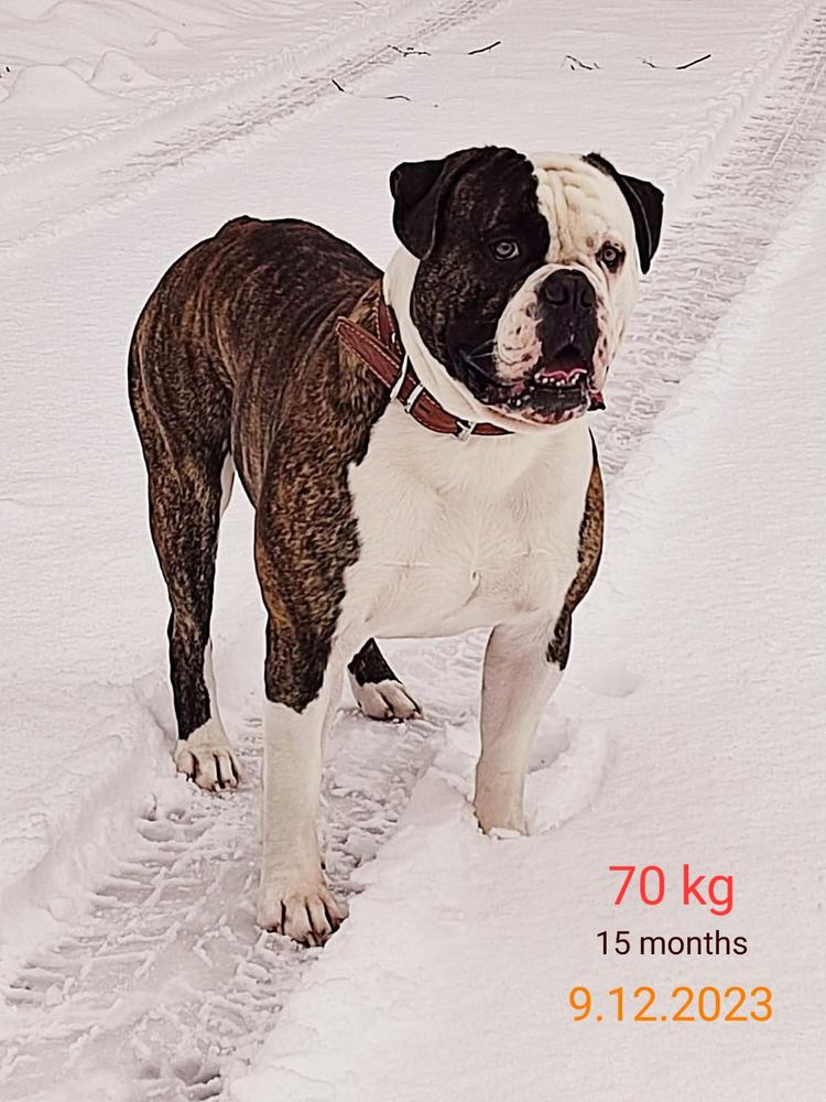 Bosom friend BAJR Cagar | American Bulldog 