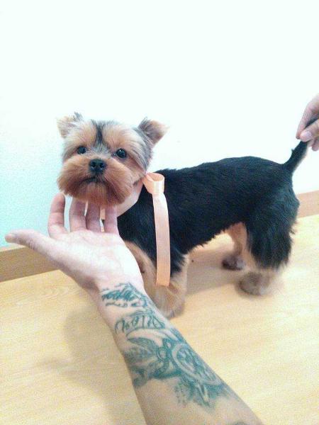 Rita Canil Pedra d´Àgua | Yorkshire Terrier 