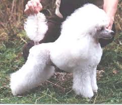 Equerry's Bed Time Story | Poodle 