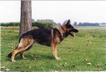 Takker vom Cap Arkona | German Shepherd Dog 