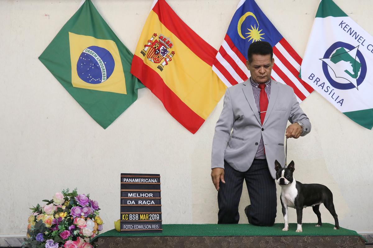 Vallure de Yosemite | Boston Terrier 