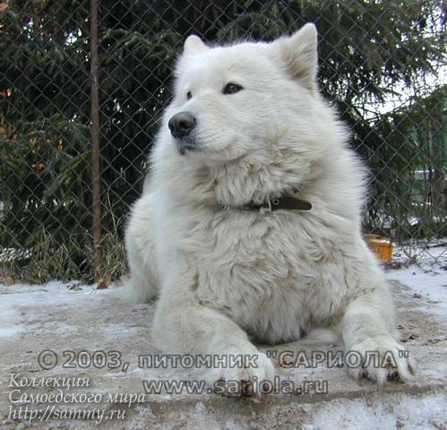 Agata | Samoyed 