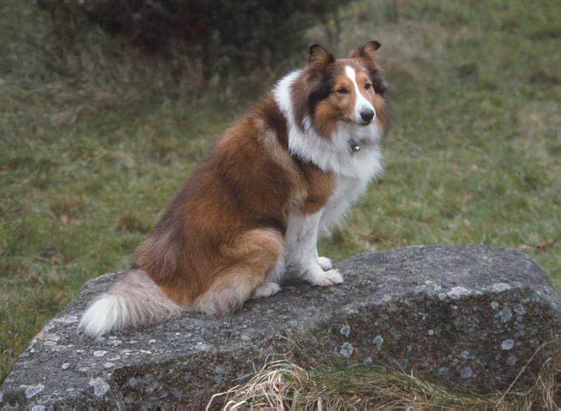 Jostan Sir Samuel | Shetland Sheepdog 