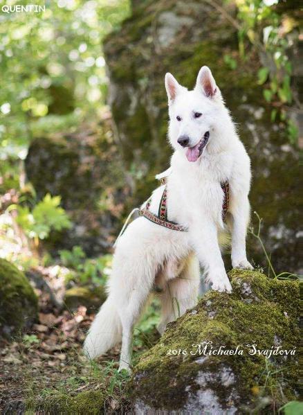 QUENTIN la Blankpapilio | White Swiss Shepherd Dog 