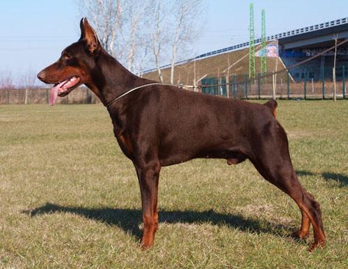 Indio di Perlanera | Brown Doberman Pinscher