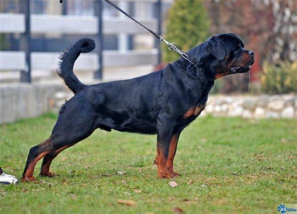 Rick Von Zwischenhaine | Rottweiler 