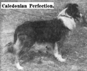 Caledonian Perfection | Rough Collie 