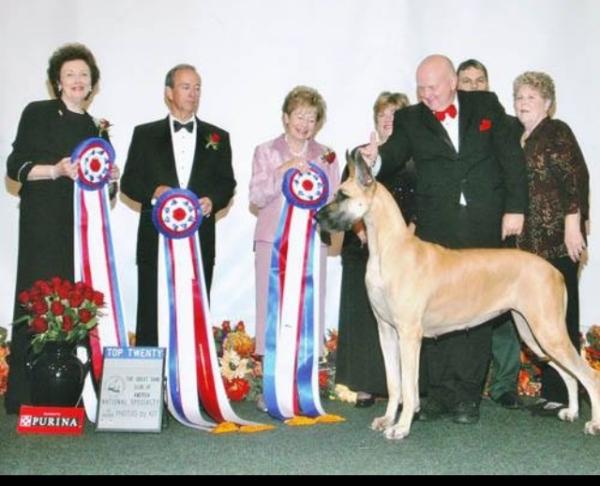 Danesmore Diamond Jubilee | Great Dane 