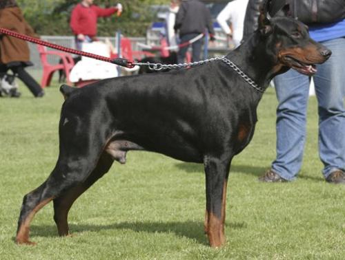 Flegon v. Haus Liopiris | Black Doberman Pinscher