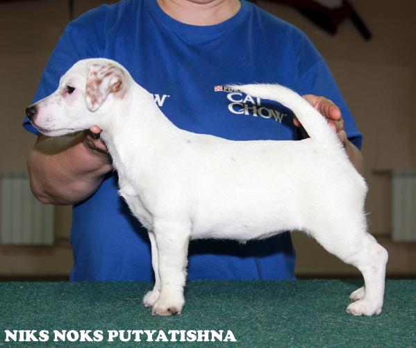 Niks Noks Putyatishna | Jack Russell Terrier 