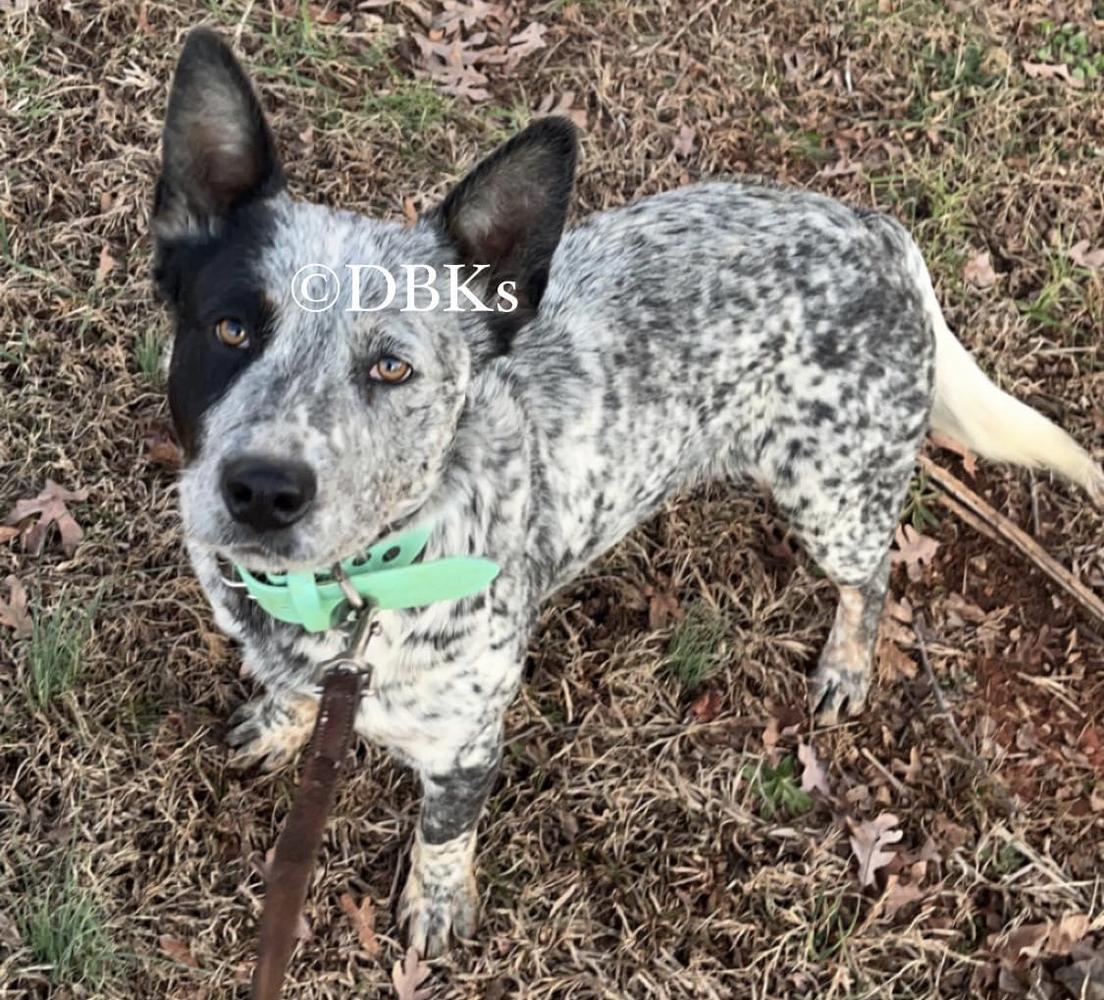 DBKs Nobodys Meana Than Xena @ Verny | Australian Cattle Dog 