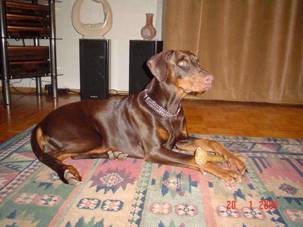 Huldu Exquisite X | Brown Doberman Pinscher