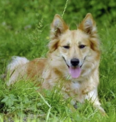 Branda von der Brunshohe | Icelandic Sheepdog 