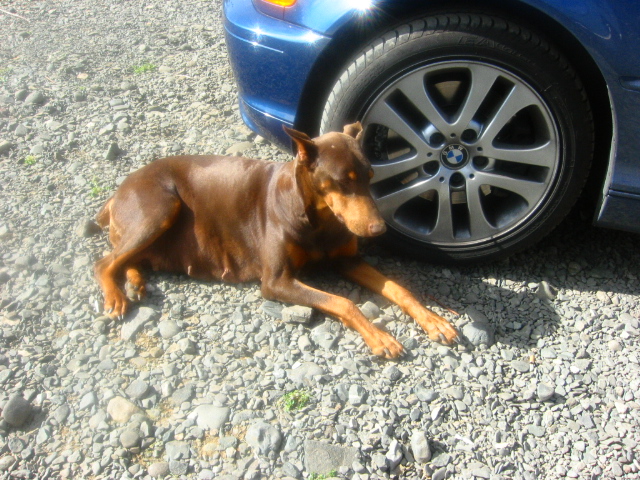 Phantom´s Fire and Ice | Brown Doberman Pinscher