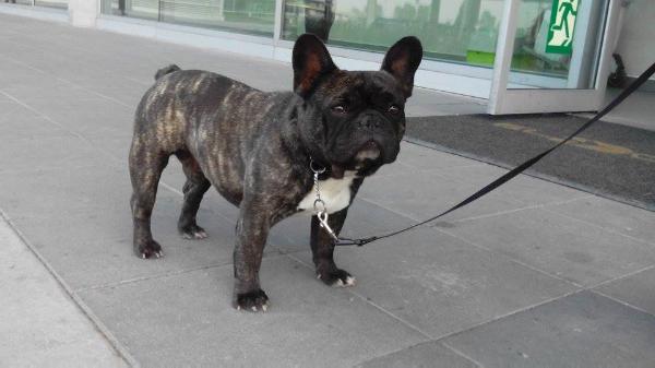 CID DEL VEINTISIETE | French Bulldog 