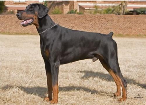 Fenris Sing Solo | Black Doberman Pinscher