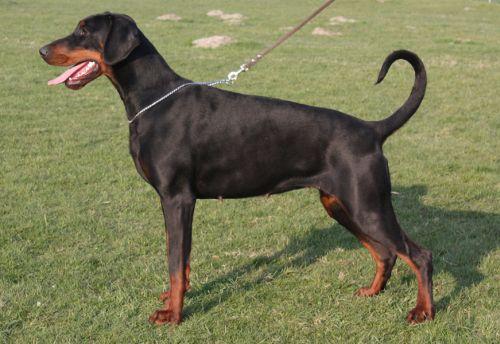 Grietje v.'t Duinezicht | Black Doberman Pinscher