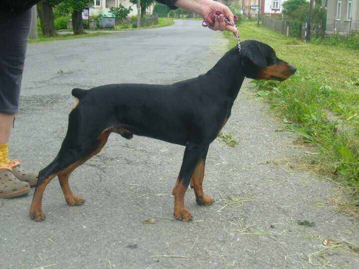 CHAD chardon king black | German Pinscher 