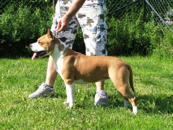 Quinceville's Crystal of Inferno Staff | American Staffordshire Terrier 