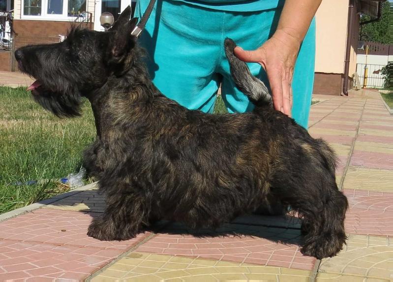 Gorgeous Soul Brave&amp;Save | Scottish Terrier 