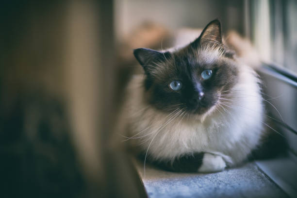 Birman Cat