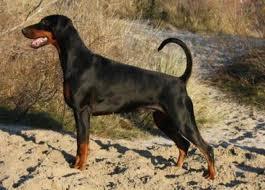 Gini v.'t Duinezicht | Black Doberman Pinscher