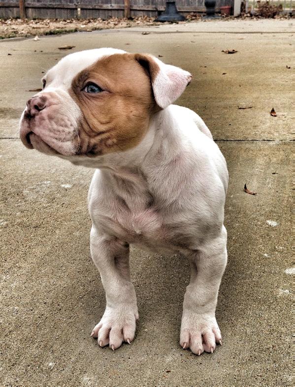 NTK's Nixon II | American Bulldog 