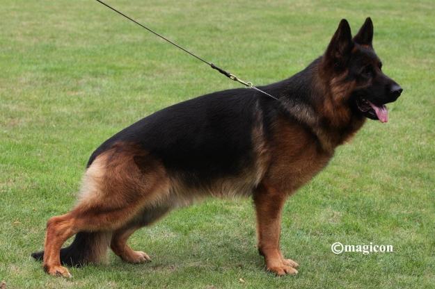 Ibor vom Hühnegrab | German Shepherd Dog 