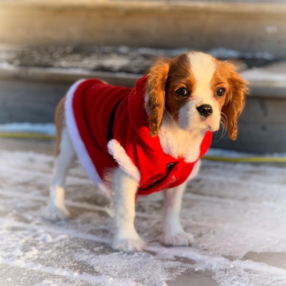 Enchanting Tail's Tessa Eli | Cavalier King Charles Spaniel 