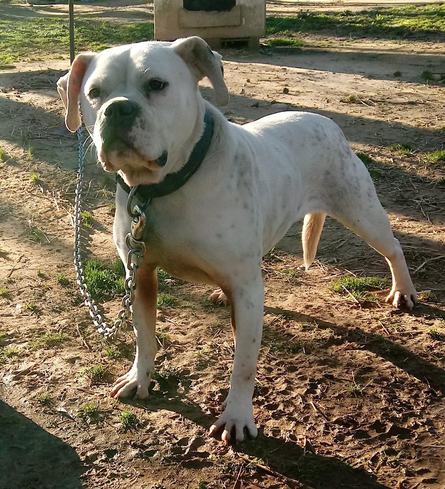 York's Snowstorm | American Bulldog 