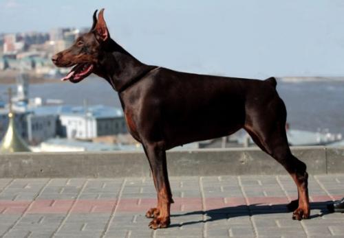 Rossiiskiy Kolorit Charmin Lady | Brown Doberman Pinscher