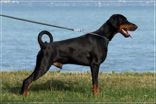 Yacheero's Pando Pandero | Black Doberman Pinscher