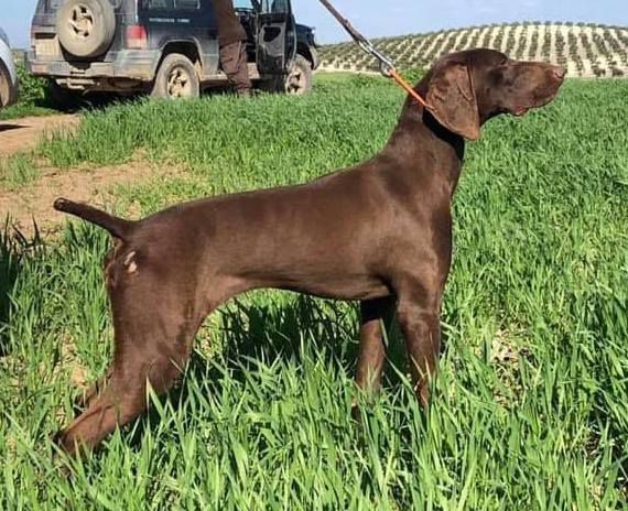 Patry du Val de Ceze | German Shorthaired Pointer 