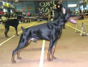 Tamir Tamerlan | Black Doberman Pinscher