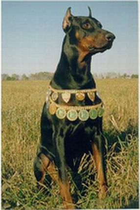 Gallant (RKF......) | Black Doberman Pinscher