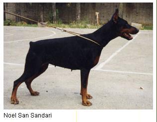 Noel San Sandari Fidelis at Fortis | Black Doberman Pinscher