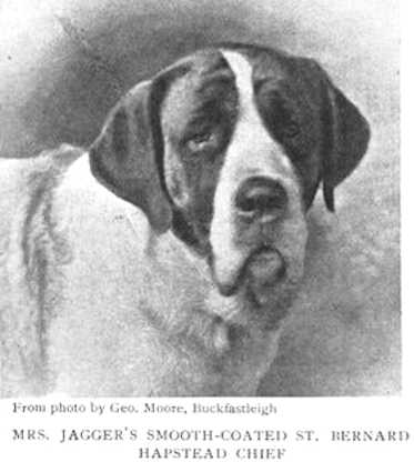 Hapstead Chief | Saint Bernard 