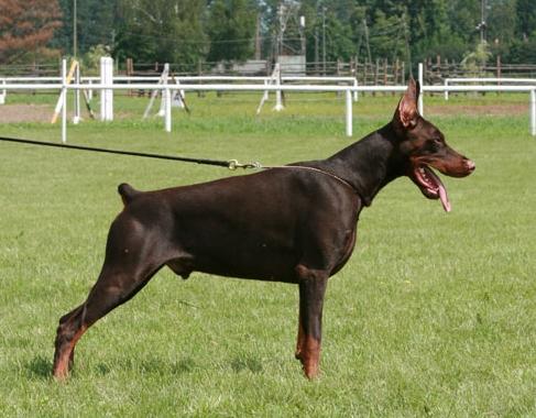 Modus Ost Udo Uilliam | Brown Doberman Pinscher