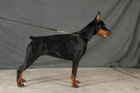 Modus Ost Uzume Uzuri | Black Doberman Pinscher