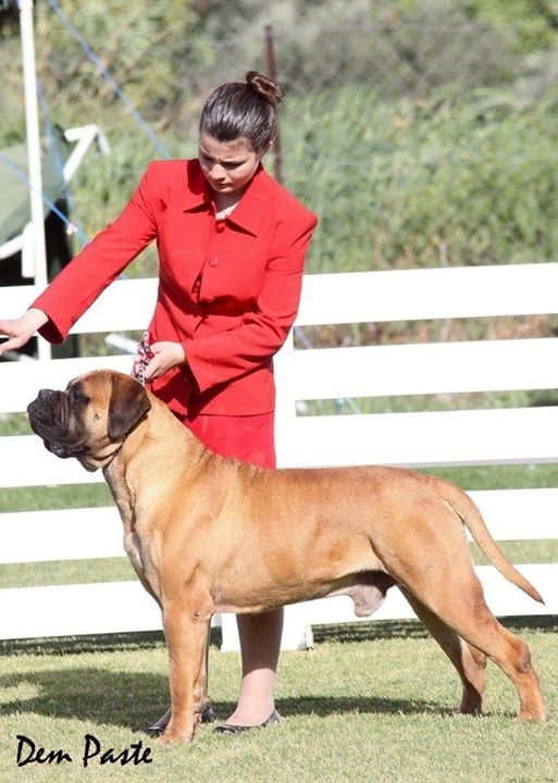 Lyudzhen Vortex Strong aka Velvet | Bullmastiff 