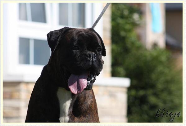 AZUL DE CABO DE OYAMBRE | Boxer 