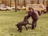 Benzo (NSHB.882243) | Bouvier des Flandres 