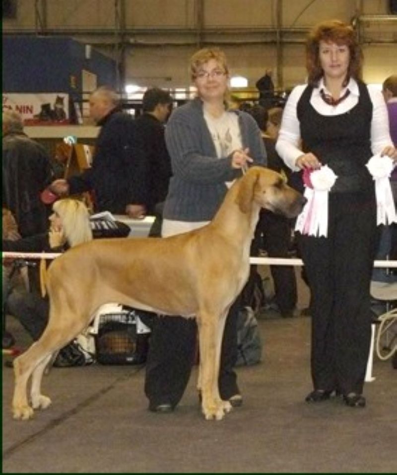 Edendane's Fortune Teller | Great Dane 
