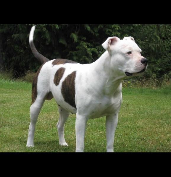 Tyke | American Bulldog 