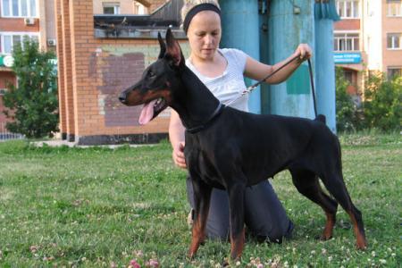 Modus Ost Uva Ursi | Black Doberman Pinscher