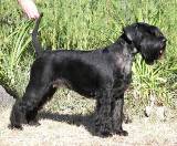 Otis Boanergos Rimskaya Imperia | Standard Schnauzer 