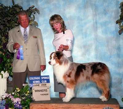 Stormy Lee's King Pistol | Australian Shepherd 