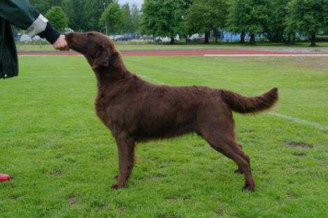 Almanza Chocolate Praline Parfait | Flat-Coated Retriever 