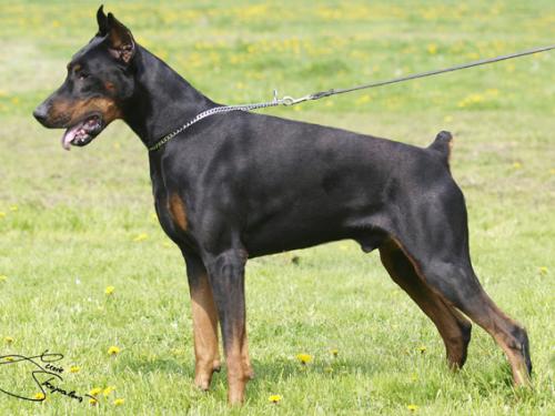 Breed For Jahrestal v. Nobel Line | Black Doberman Pinscher