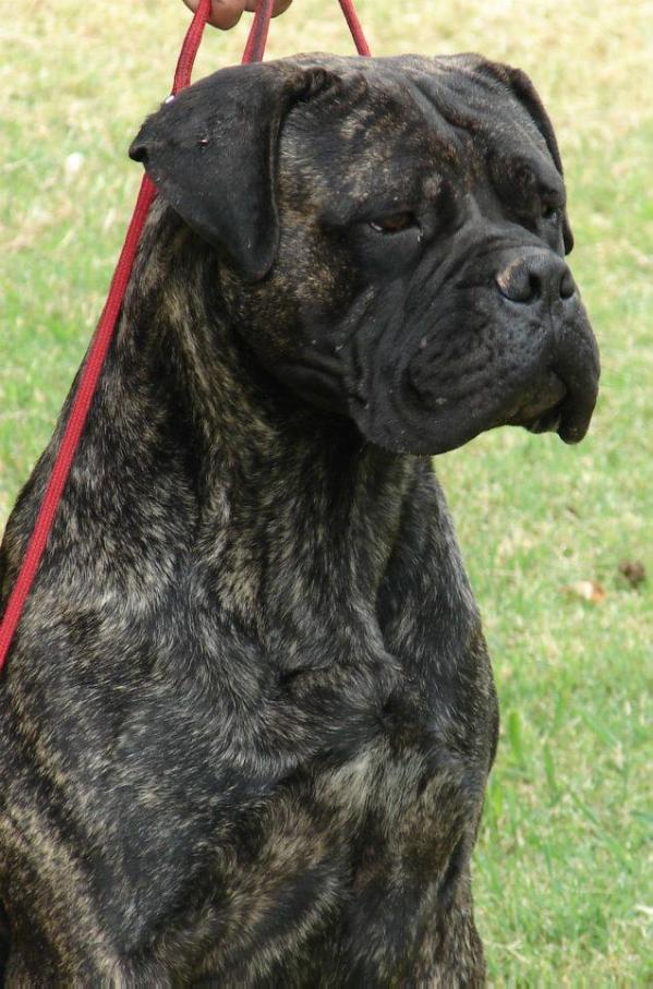 Russell china brindle | Bullmastiff 